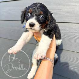 Blue - Tri-color male Bernedoodle puppy in Rockwall, Texas from Glory Doodles
