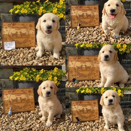 Golden Retriever Puppies from Stud Service
