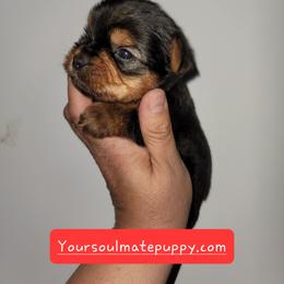Boy 2 - Black and gold male Yorkshire Terrier puppy in Gilbert, Arizona from Yorkie Your Soulmate Puppy