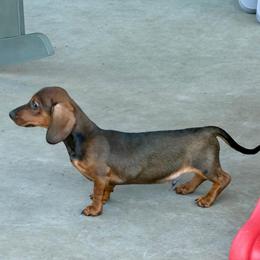 Jim - Red male Dachshund puppy in Sulphur Springs, Texas from Waggin Beach Paradise Doxies