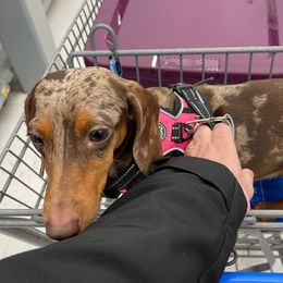 Jubi - Dachshund