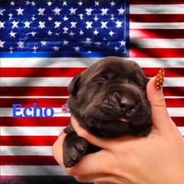 Echo - Black female Dilute Retriever puppy in Sidney, Nebraska from Nebraska Strong Labradors
