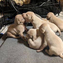 Blue Lacy Puppies from Red River Blue Lacys