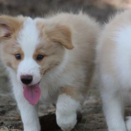 Boy 2 - Border Collie puppy from Cool Meadow Farms