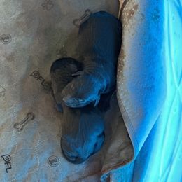 Goldendoodle Puppies from Laney Family Farms