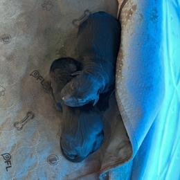 Goldendoodle Puppies from Laney Family Farms