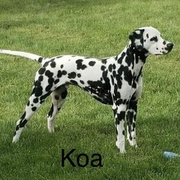 Dalmatians from Rhapsody Dalmatians