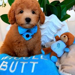 COOPER - Apricot male Maltipoo puppy in Sugar Land, Texas from Celebrity Maltipoos