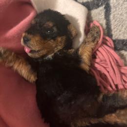 Grace - Black and tan female Airedale Terrier puppy in Huntersville, North Carolina from Cool Hand Luke Kennels