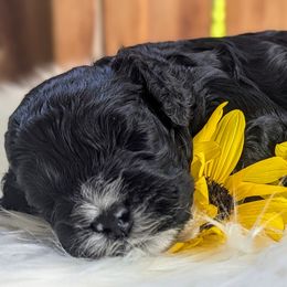Cockapoo Puppies from Utah Cocker Spaniels