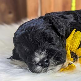 Cockapoo Puppies from Utah Cocker Spaniels