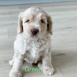 Boy 4 - Australian Labradoodle puppy in Kaysville, Utah from Utah Labradoodles