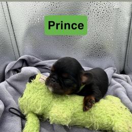 Enchanting Charlies Wake Up Kiss - Black and tan male English Toy Spaniel puppy in Pennsylvania from Enchanting Charlies