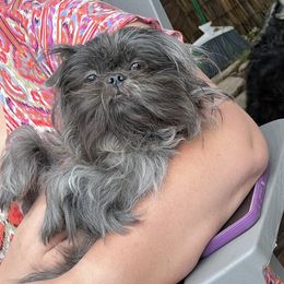 Desi - Shih Tzu