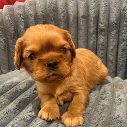 Hershey-Yellow - Ruby male Cavalier King Charles Spaniel puppy in London, Arkansas from Frosty’s Cavaliers