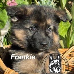 Frankie - Black and red male German Shepherd puppy in Hesperia, California from Von Geesa