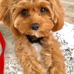 Aussiedoodles, Cavapoos, and Whoodles from Darling Doodles of Texas