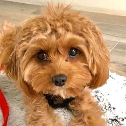 Aussiedoodles, Cavapoos, and Whoodles from Darling Doodles of Texas