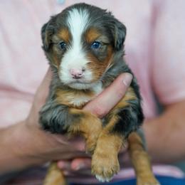 Cashmere - Merle male Bernedoodle puppy in Dundee, Ohio from Down Home Doodle