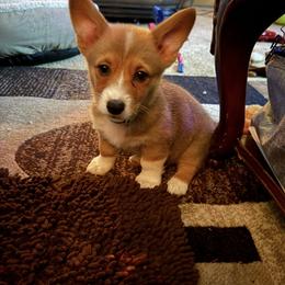 Pembroke Welsh Corgi All Grown Up from Soaring Eagle Corgis