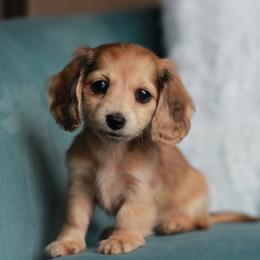 Tiny Tuna AKC 4500 - Dapple female Dachshund puppy in Krum, Texas from Tired Chef Dachshunds