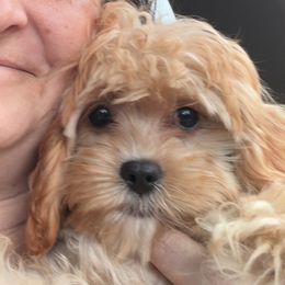 Morkies from Kay’s Cutie Poos