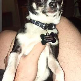 Chihuahua Puppies from Chilove Chihuahuas