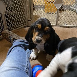 Basset Hound Puppies from Angus Acres Basset Hounds