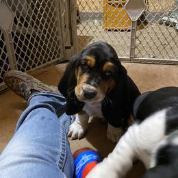 Basset Hound Puppies from Angus Acres Basset Hounds