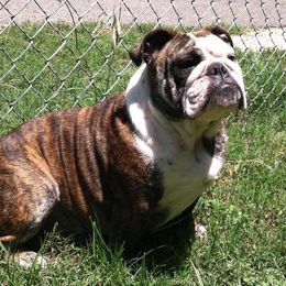 Bulldog Puppies from Jodi's Bulldogs