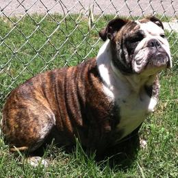 Bulldog Puppies from Jodi's Bulldogs