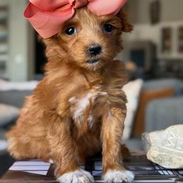 Faith Rose - Red  female Goldendoodle puppy in Lewisville, Texas from Texas Goldendoodle Lovers