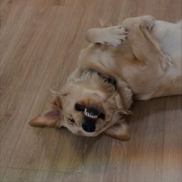 Golden Retriever Puppies from Dani’s Dawgs