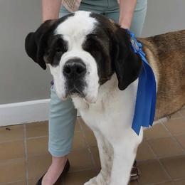 Saint Bernard puppies from Horseshoe Drive Kennel