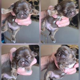 Girl 2 - Tricolor female Shih Tzu puppy in Houston, Texas from Shih Tzu Houston