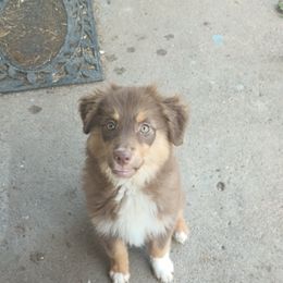American Bully and Miniature Australian Shepherd Puppies from Barkin' MAAD kennels