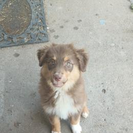 American Bully and Miniature Australian Shepherd Puppies from Barkin' MAAD kennels