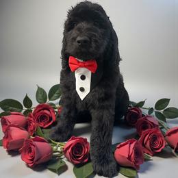 Doakes - Black male Goldendoodle puppy in Prosperity, Pennsylvania from Stelladoodles & Company