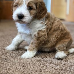 Cockapoo Puppies from Maple’s Cockapoo Puppies