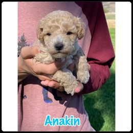 Poodle Puppies from Baird Poodles