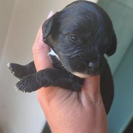 Arthur - Black white and tan male Cockapoo puppy in Ellensburg, Washington from Dawn to Dusk Cockapoos