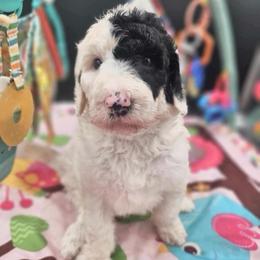 Suzie - Black and white female Sheepadoodle puppy in Willacoochee, Georgia from Kitandkboodle's Doodles