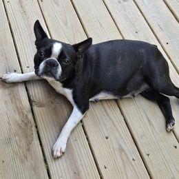 Boston Terrier Puppies from Howell Terriers