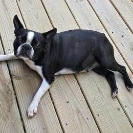Boston Terrier Puppies from Howell Terriers