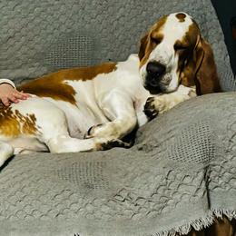 Paris - Basset Hound