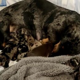 Dachshunds from Coleman's Dachshunds