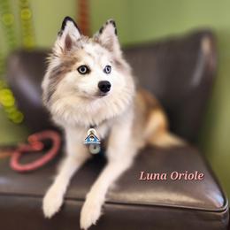 Oriole - Pomsky