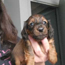 G4 - Sable female Dachshund puppy in Lansing, Michigan from Black Thunder 517 Dachshunds and frenchies