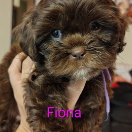 Candy - Chocolate female Shih Tzu puppy in Memphis, Tennessee from Thorntons Fur Crew