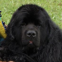 Newfoundlands from Bear N Mind Newfoundlands